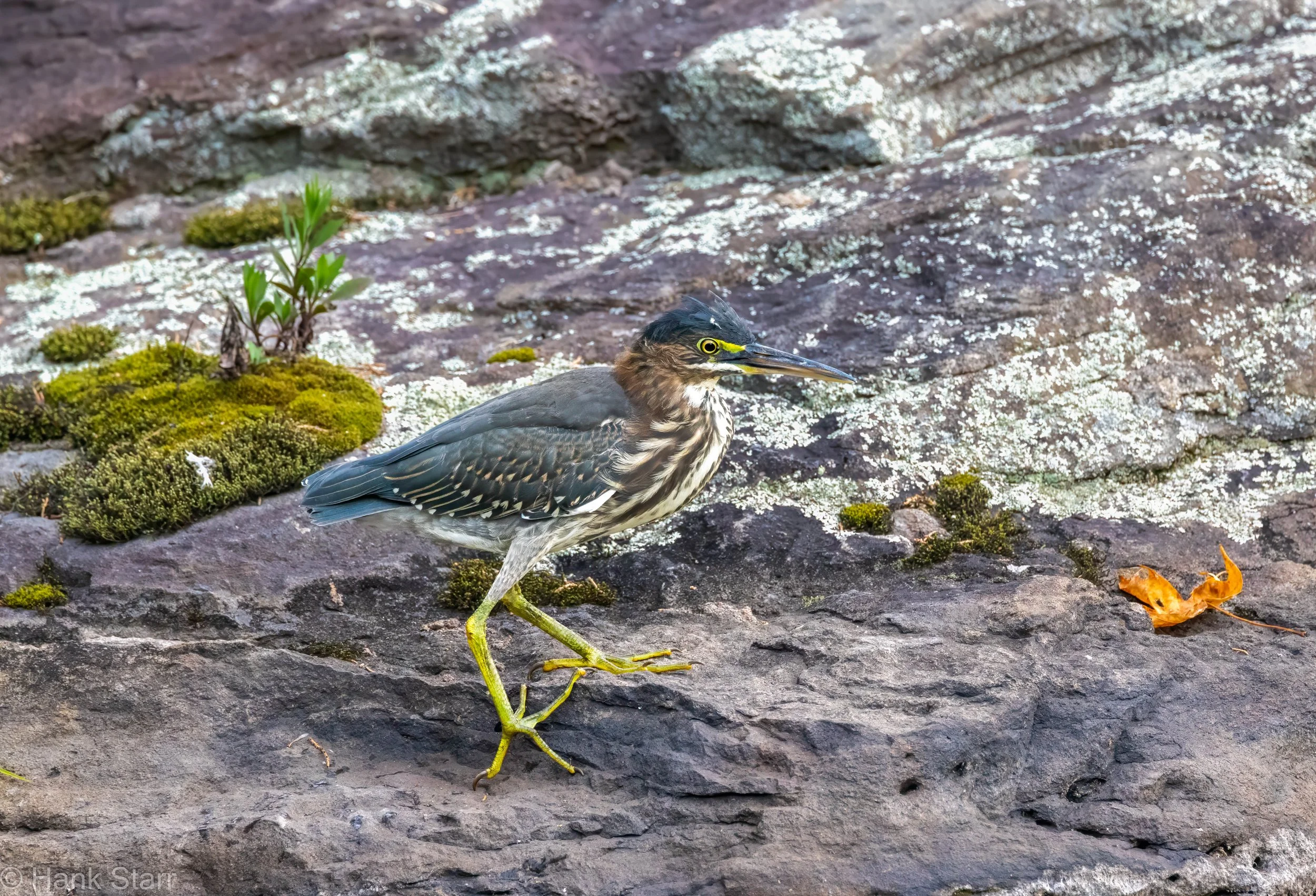 _73A6176-Edit.jpg