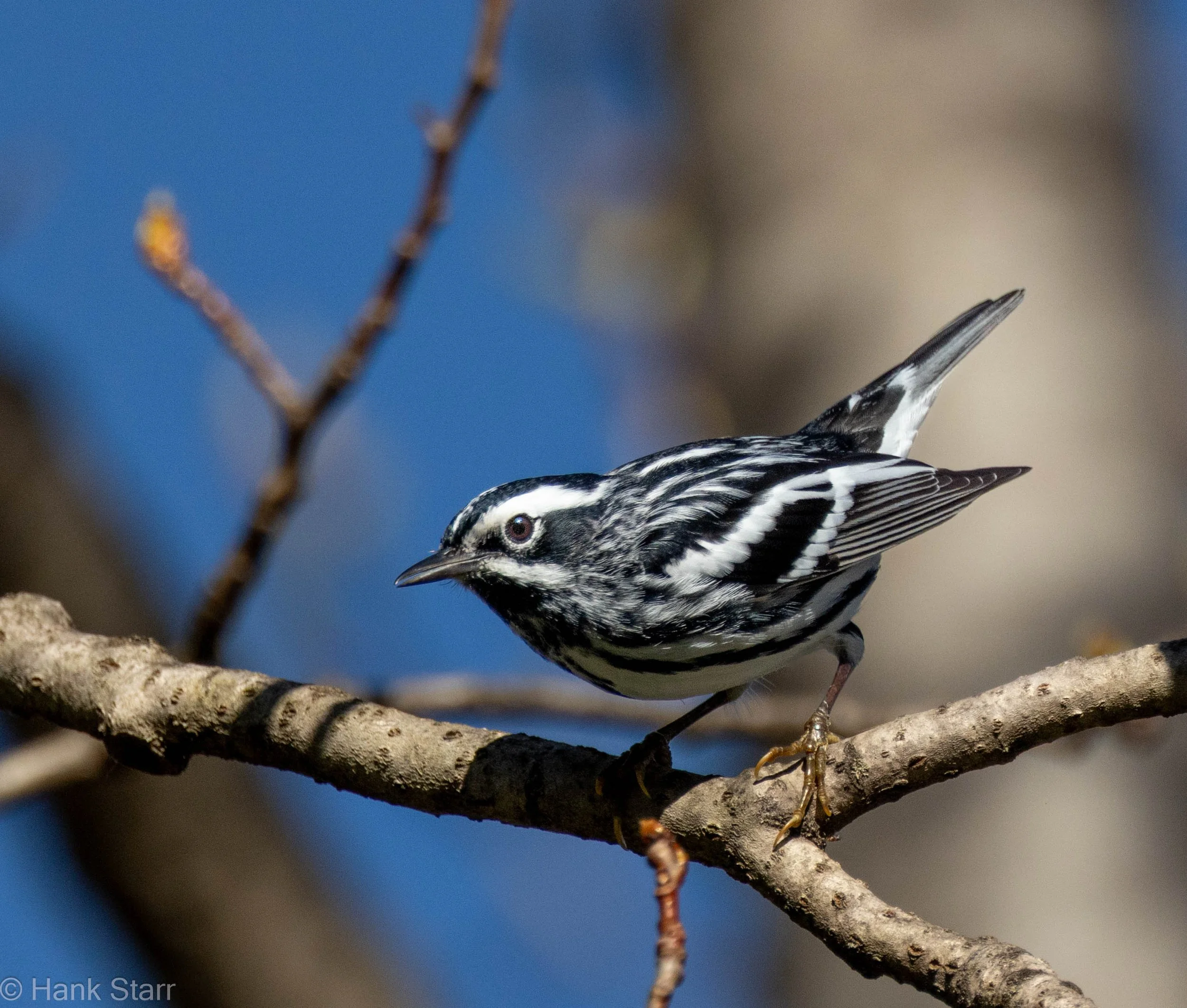 Black and White Warbler - Wittenberg, NY