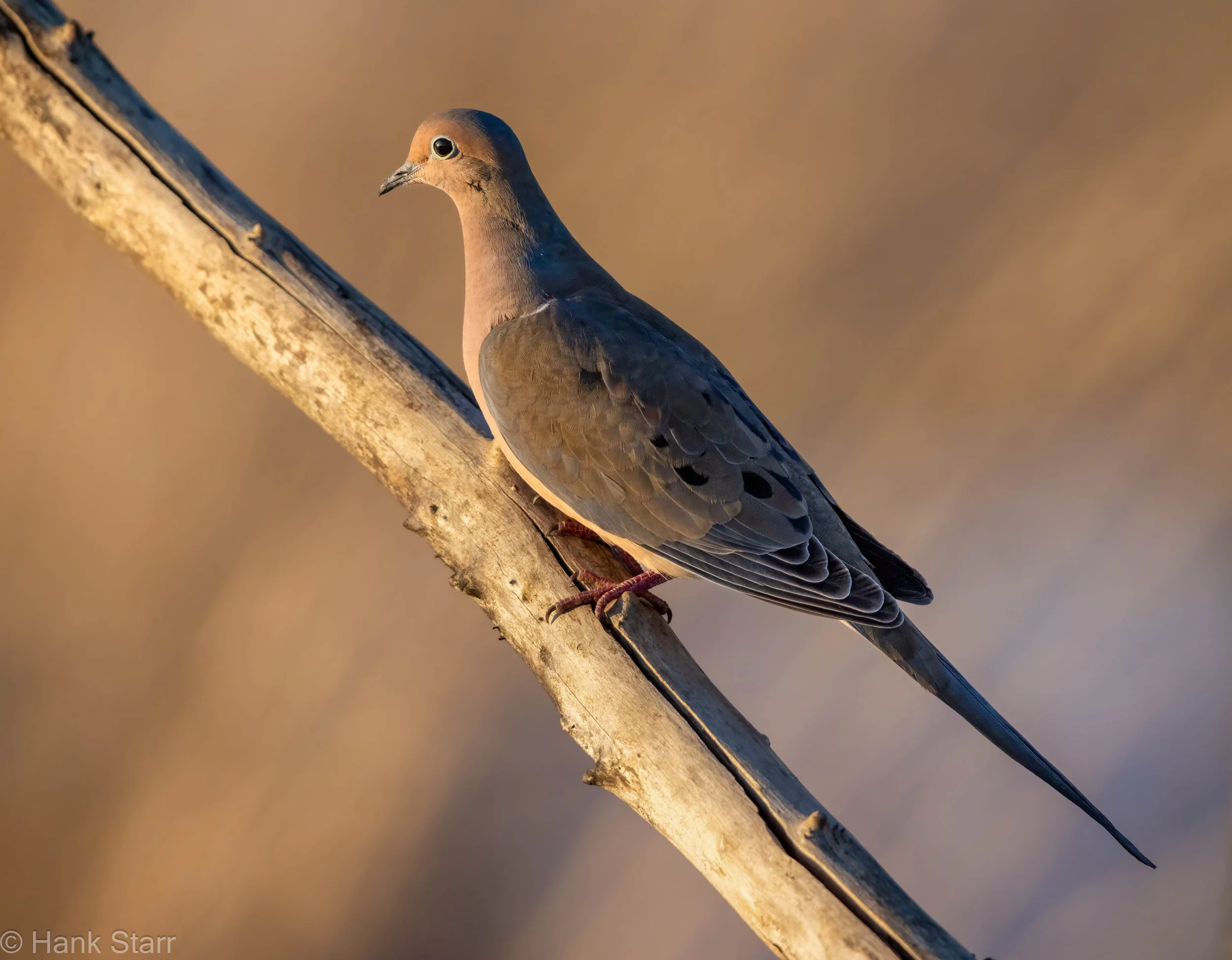 Mourning Dove - Shawangunk Grasslands NWR