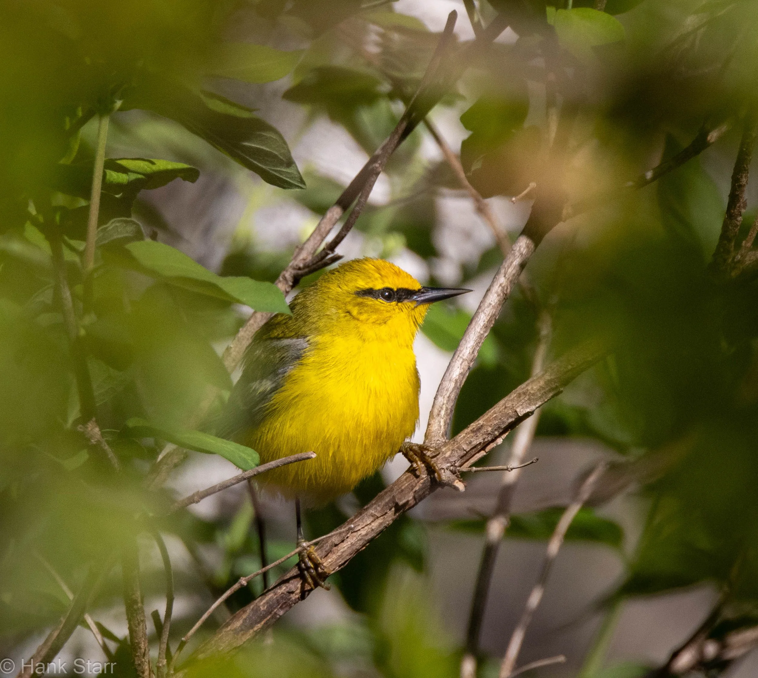 Blue-winged Warbler - Wittenberg, NY