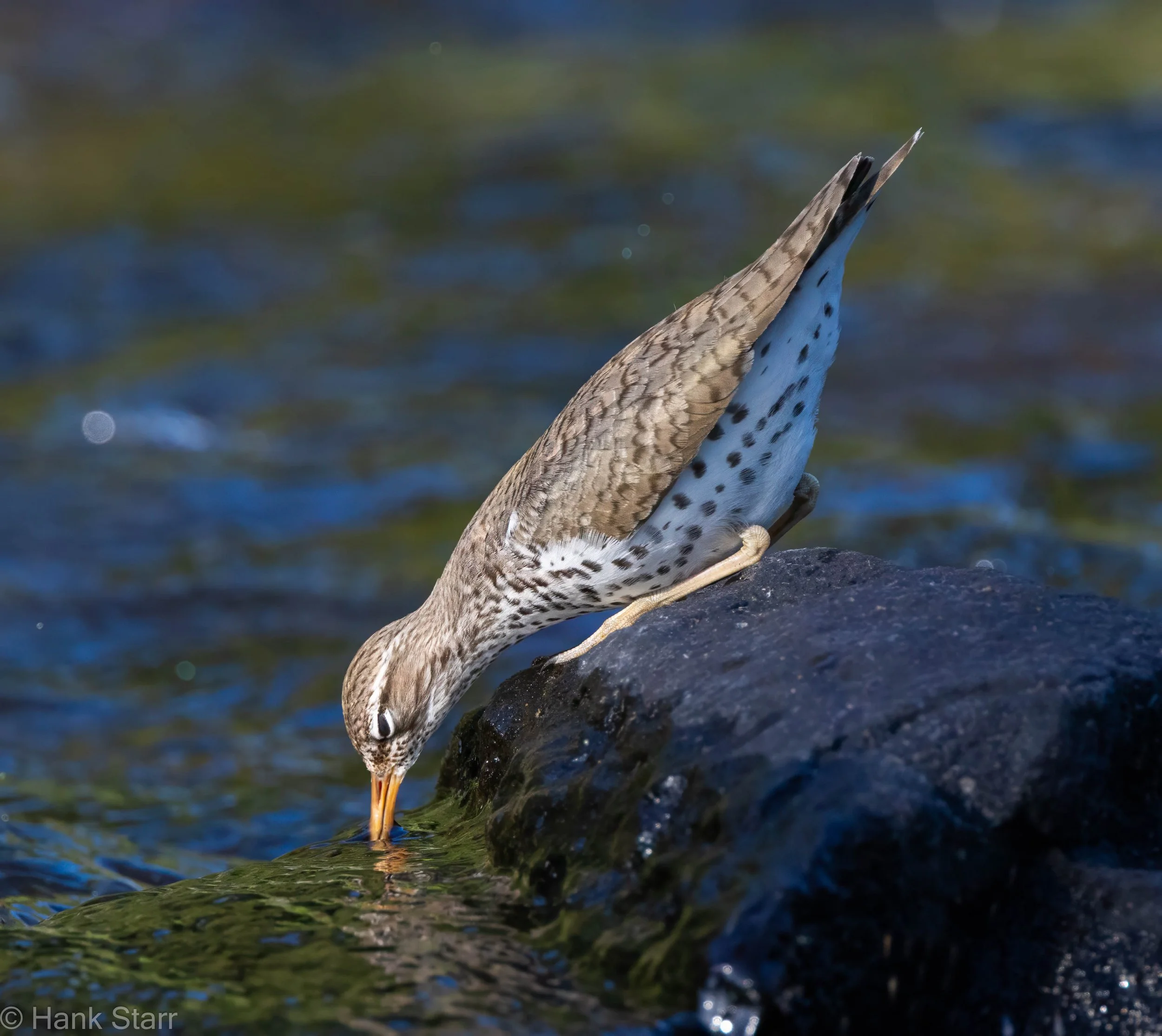 Spotted Sandpiper - Wittenberg, NY