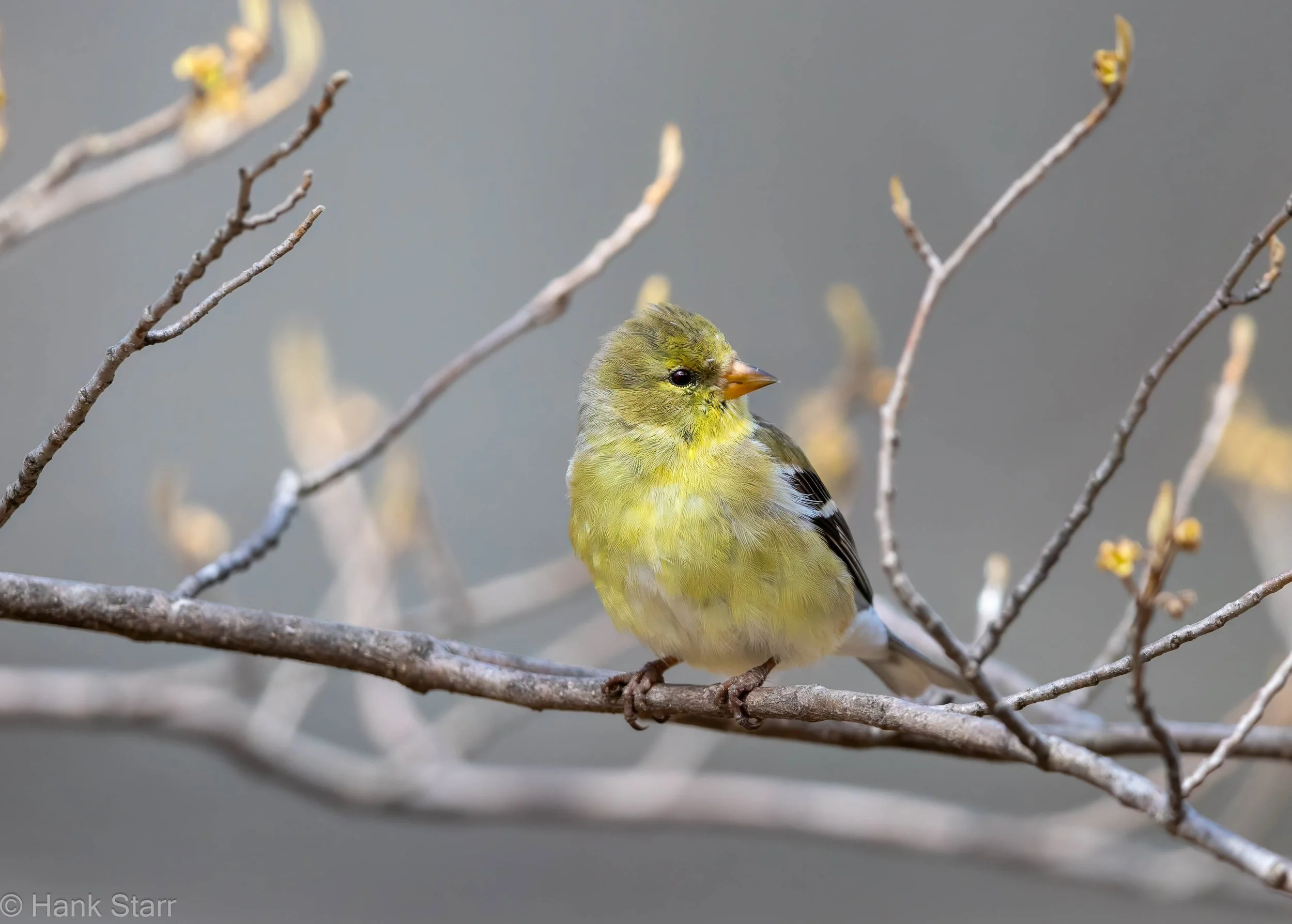 American Goldfinch