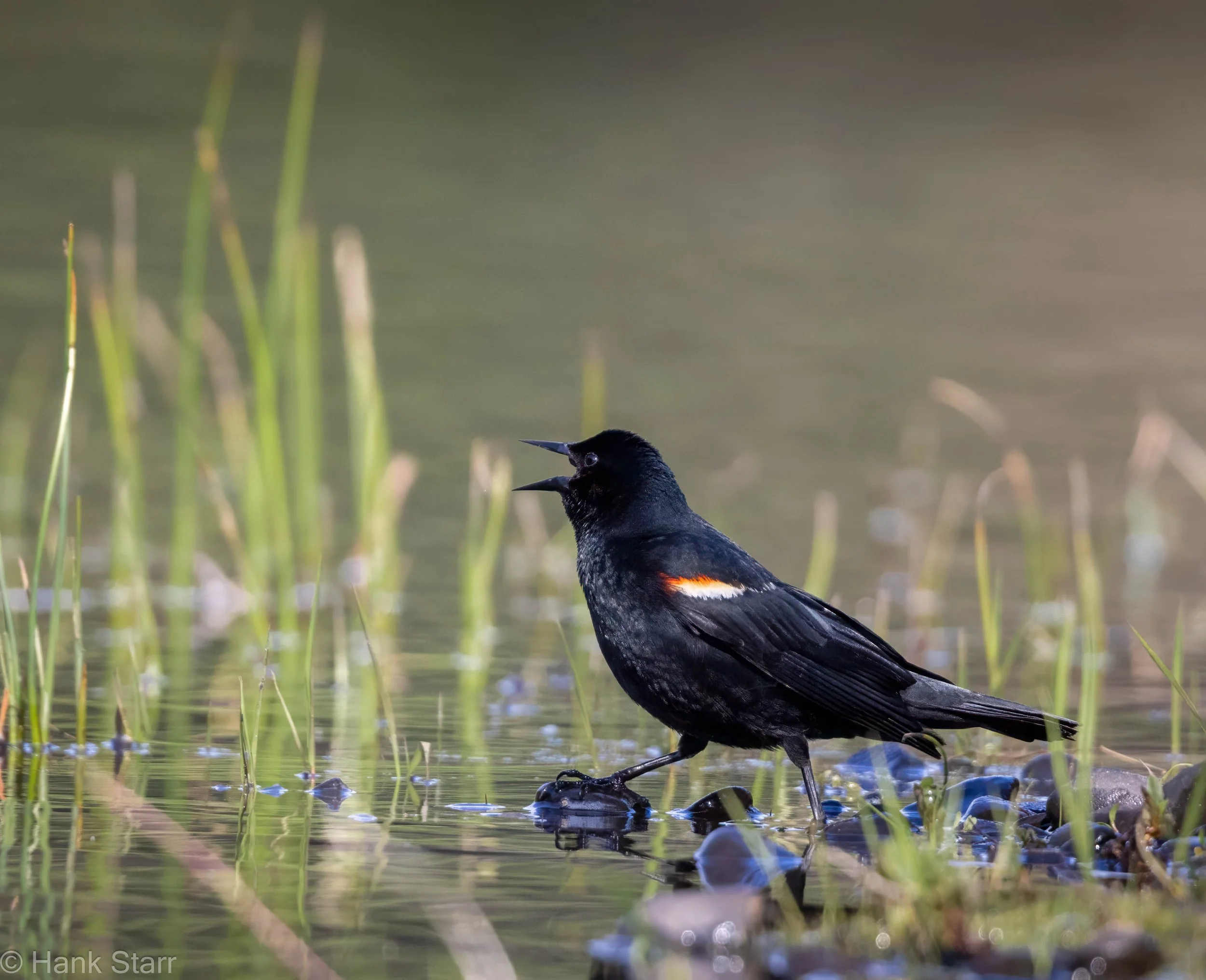 Red-winged Blackbird - Wittenberg, NY