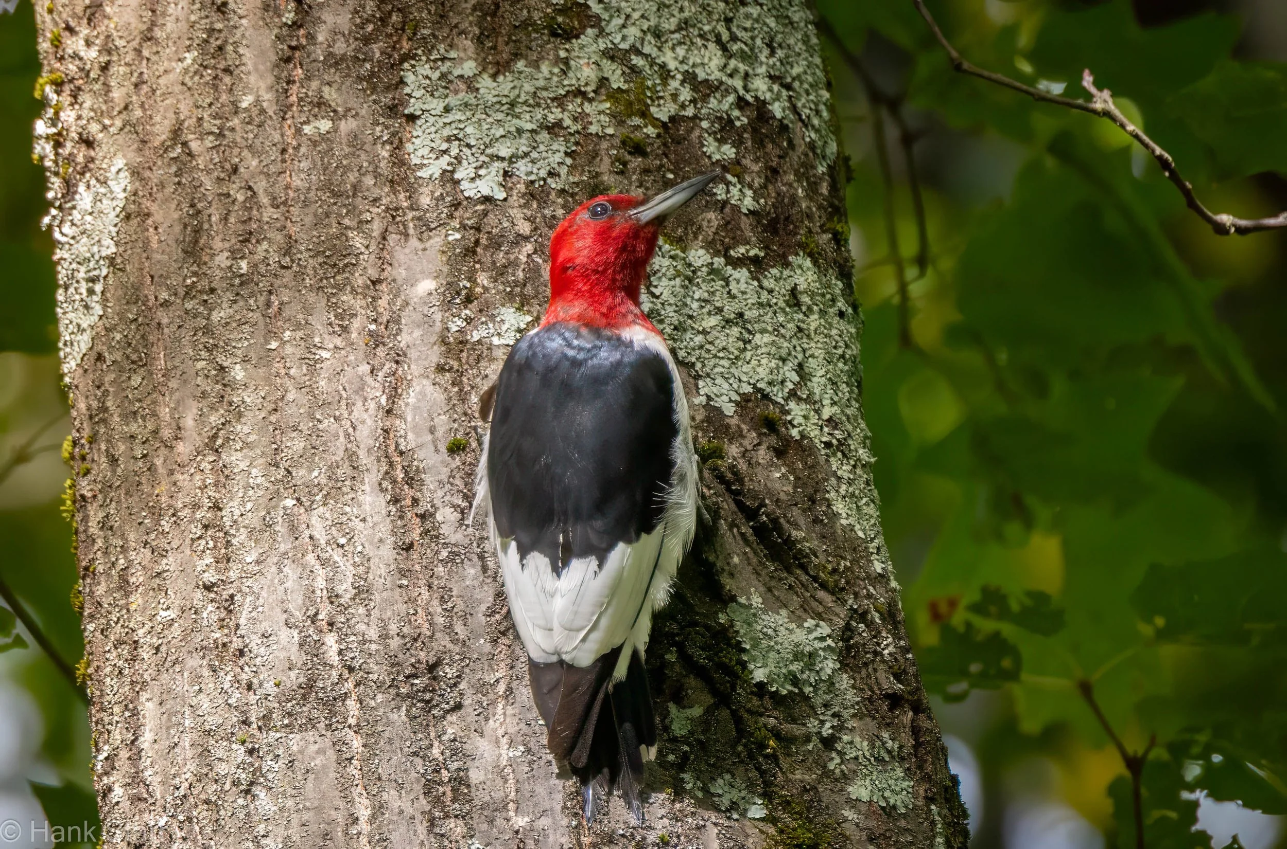 Red Headed Woodpecker - West Hurley, NY