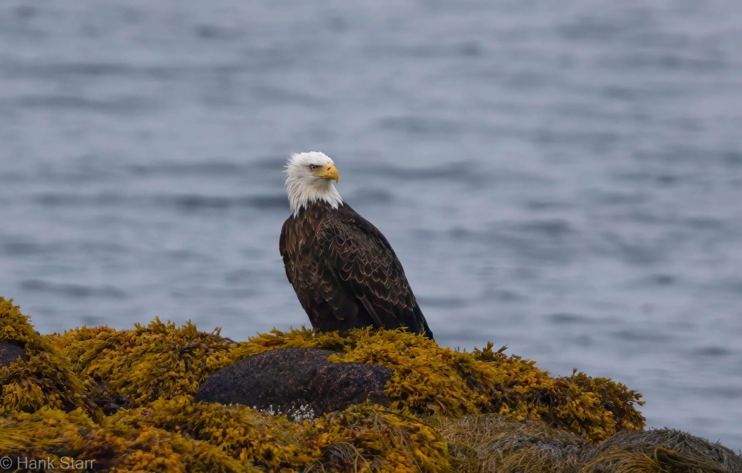 Bald Eagle - Beals, ME