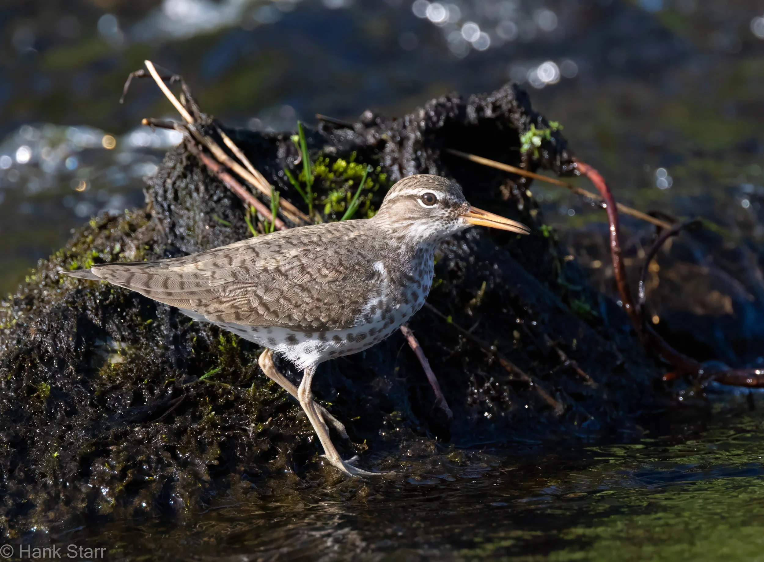 Spotted Sandpiper - Wittenberg, NY