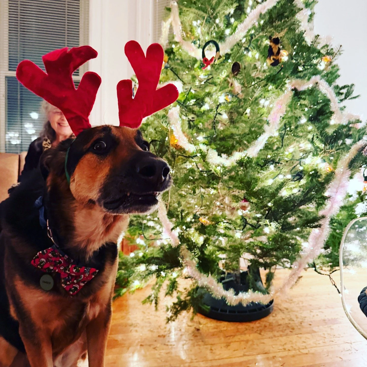 We hope everyone made it through the holidays, your New Year is off to the best start, and the transition back to reality wasn&rsquo;t too painful!🎄🎉Timber&rsquo;s ready... Kind of. 😅 #newyearnewyou #freshstart #newyearvibes #2026 #greatstart #hol