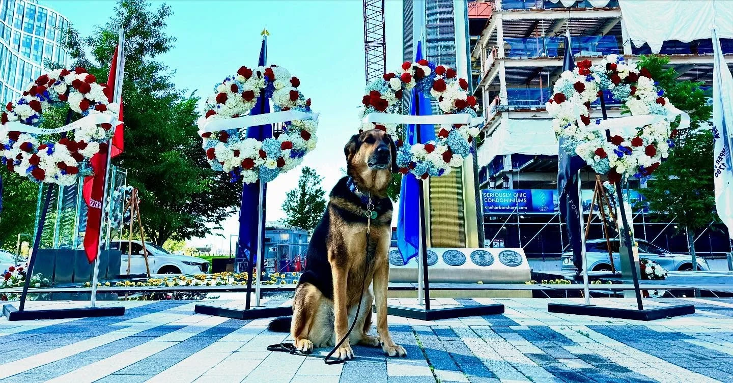 Yesterday, Timber got the chance to pay his respects at the incredible tribute by @massfallenheroes for #MemorialDay2025 #MemorialDay #HonoringHeroes #DogsofInstagram  #RememberAndHonor #DogLovers #InMemory #Grateful #PatrioticPets #CanineCompanions 