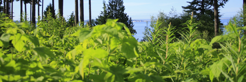 Kala Point Rentals / Sales — Kala Point Village