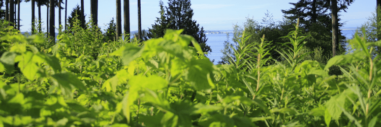 Kala Point Rentals / Sales — Kala Point Village
