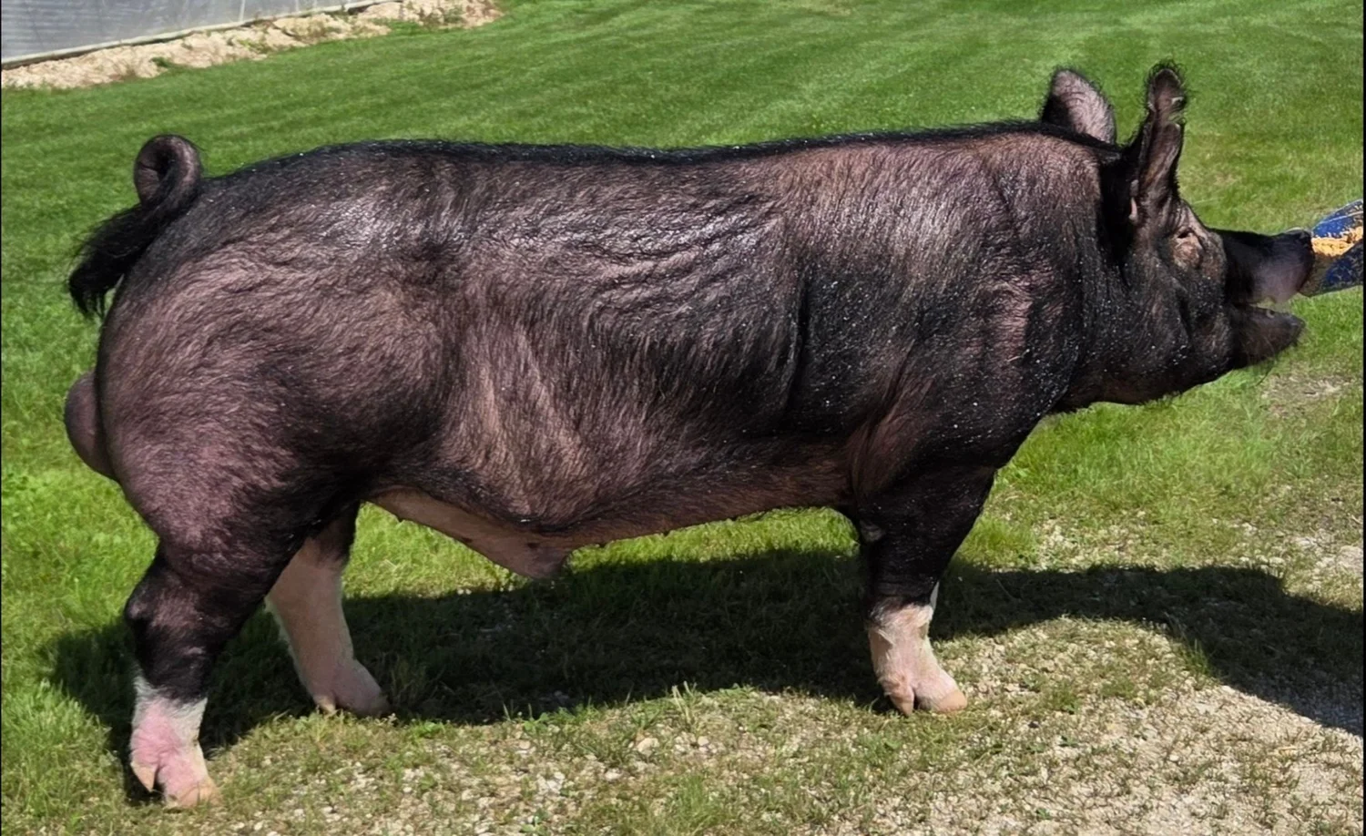 BERKSHIRE MEAT BOARS — North Iowa Boar Stud