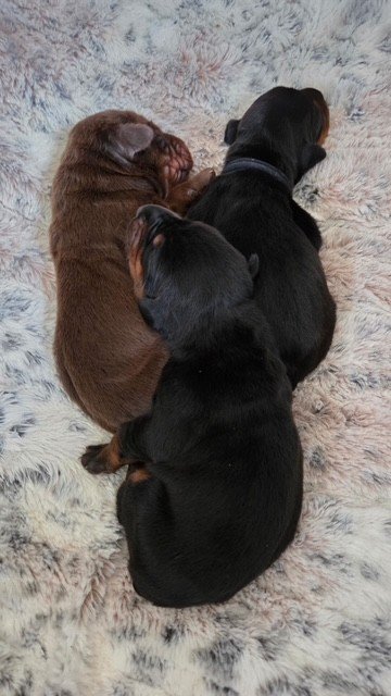 Olympics - 1 week (3).jpg