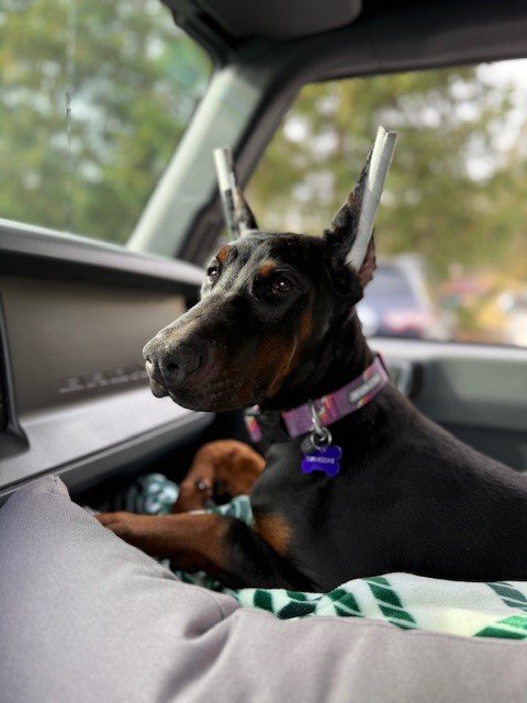 A black and brown dog with pointed ears lying on a hardwood floor in a kitchen.