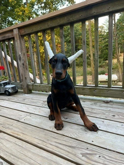 Female European Doberman puppy for sale in Michigan