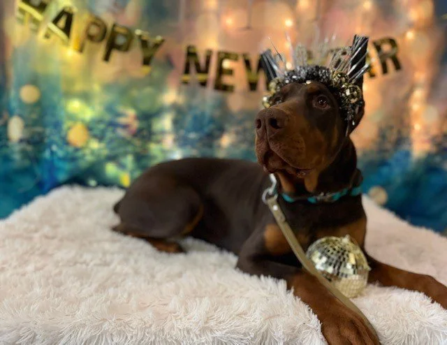 Red and rust European Doberman male puppy - Michigan breeder