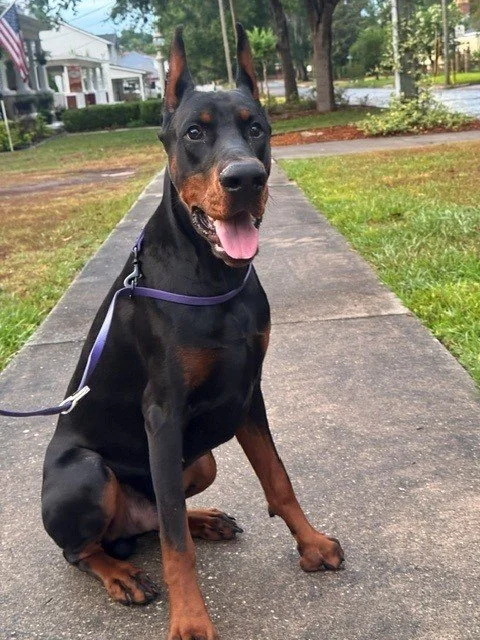 Black and rust European Doberman male puppy - Michigan breeder