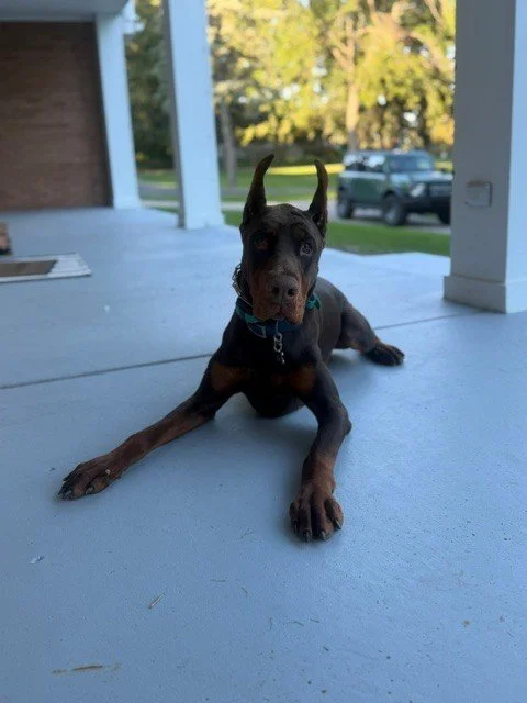 Red and rust European Doberman male puppy - Michigan breeder