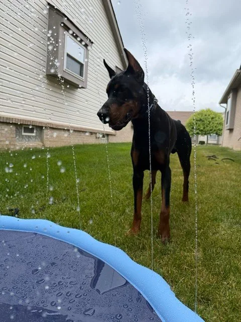 Black and rust European Doberman male puppy - Michigan breeder