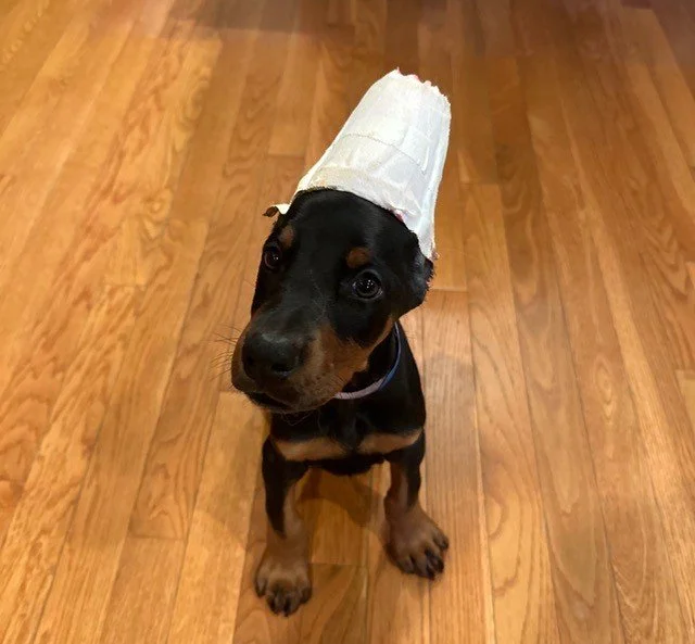 Female European Doberman Puppy for sale in Michigan - Black & Rust