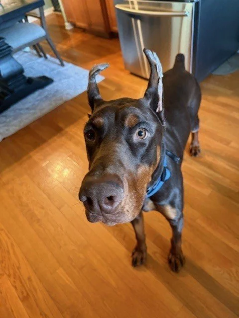 Red and rust European Doberman male puppy - Michigan breeder