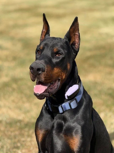 Roman - August 2025.jpg