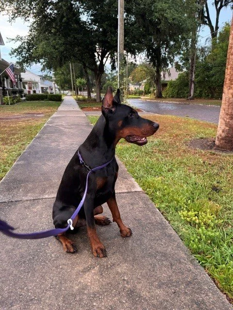 Black and rust European Doberman male puppy - Michigan breeder