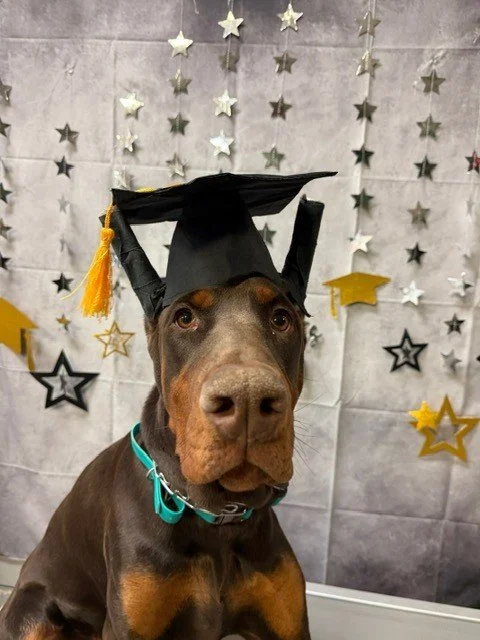 A black and brown dog with pointed ears lying on a hardwood floor in a kitchen.