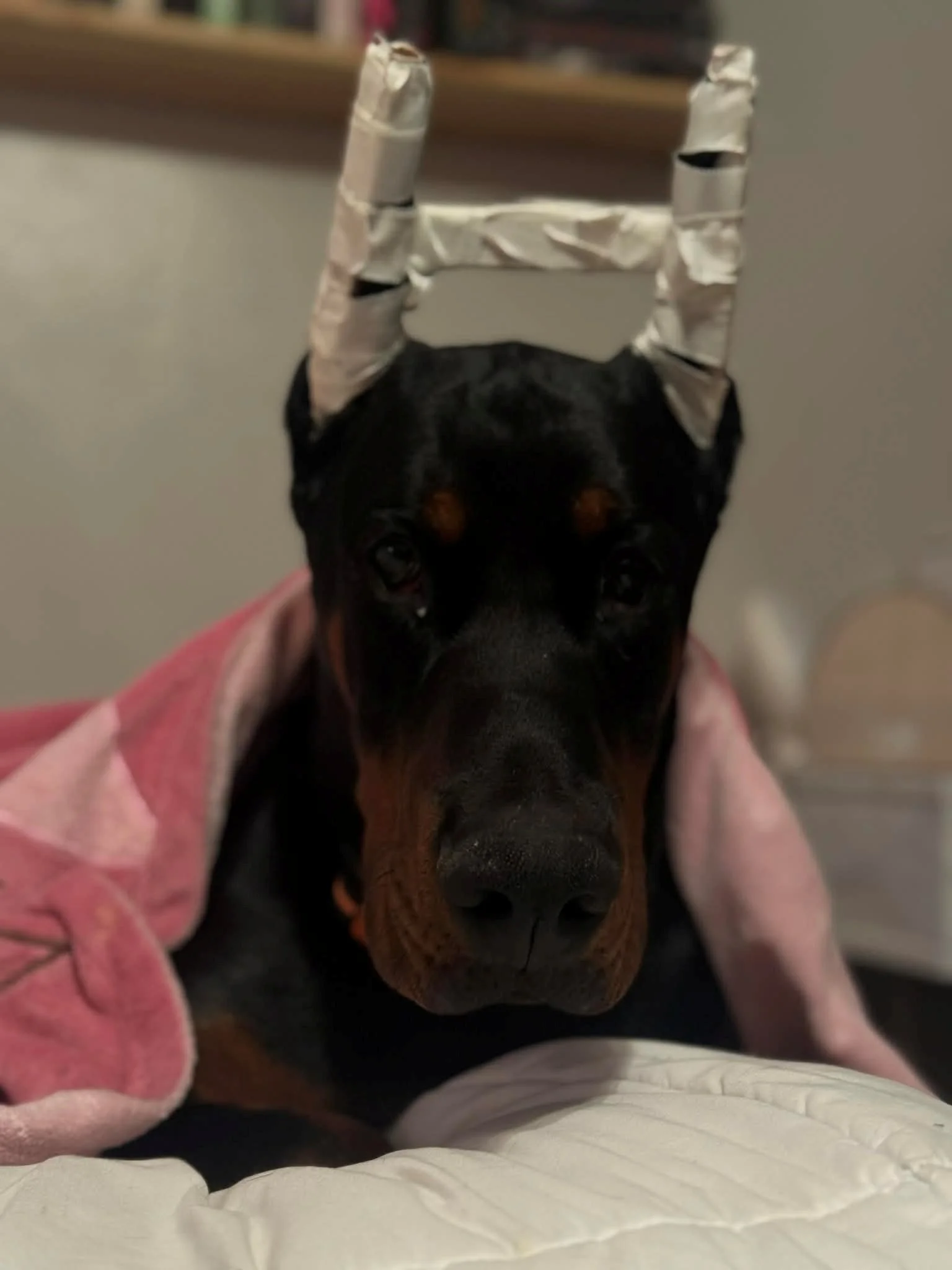 Black and rust European Doberman male puppy - Michigan breeder