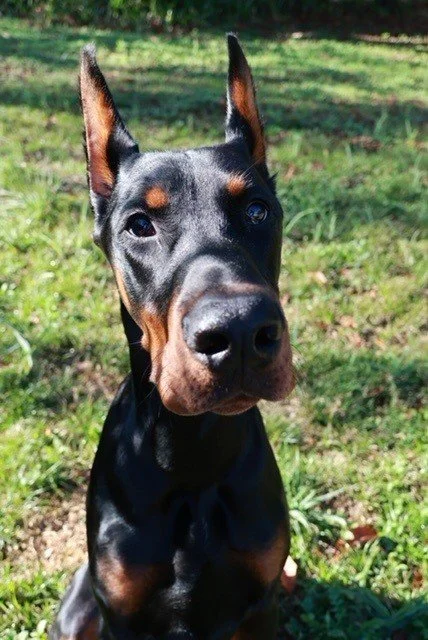 Black and rust European Doberman male puppy - Michigan breeder