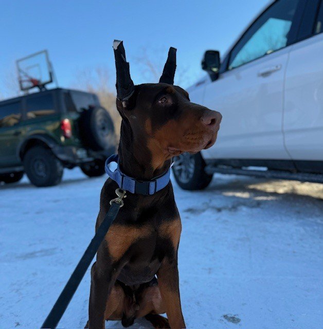 Red and rust European Doberman male puppy - Michigan breeder
