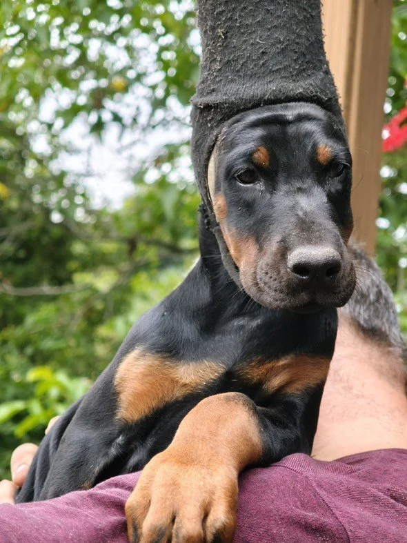 Black and tan Doberman puppy on a leash standing on a concrete driveway next to a garage door.