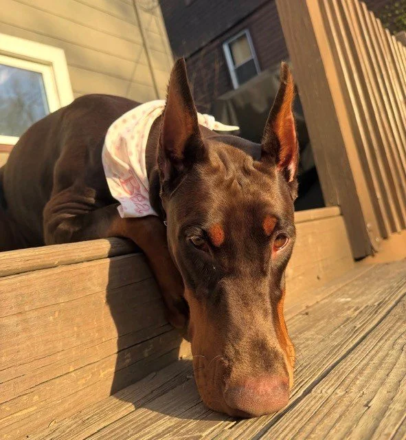 Red and rust European Doberman female puppy - Michigan breeder