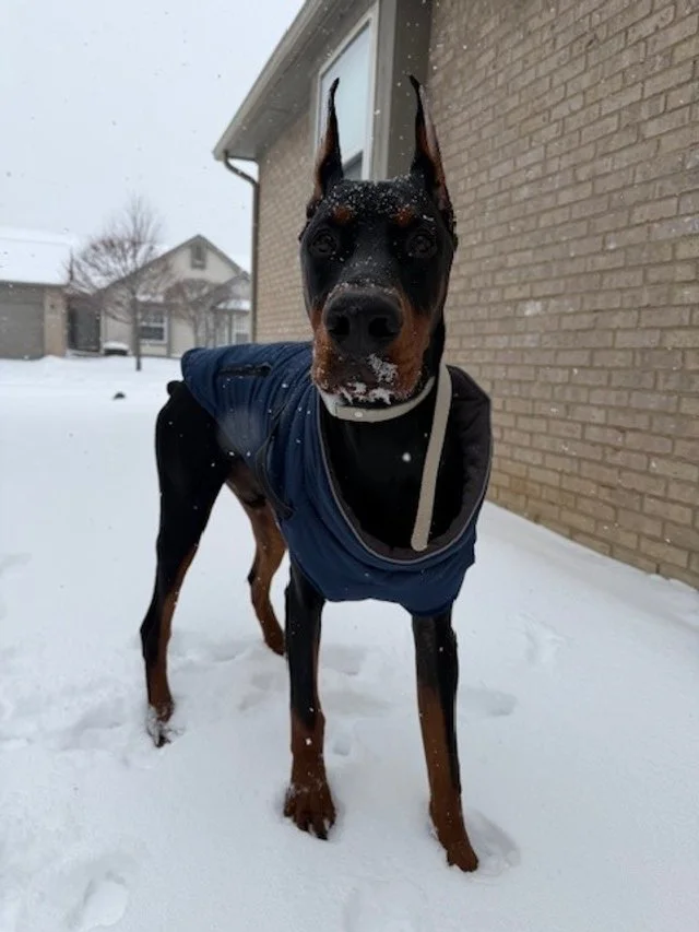 Black and rust European Doberman male puppy - Michigan breeder