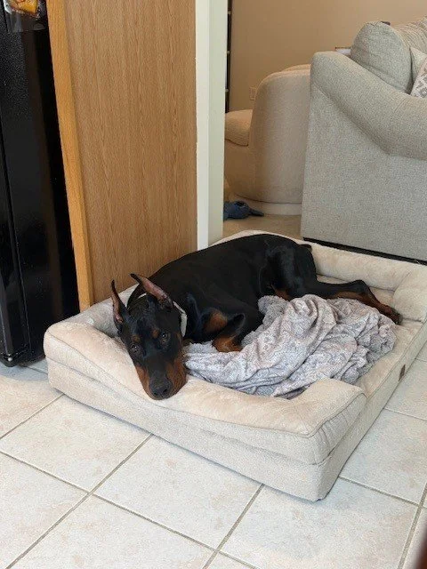 Black and rust European Doberman male puppy - Michigan breeder