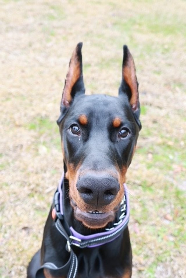 Black and rust European Doberman male puppy - Michigan breeder