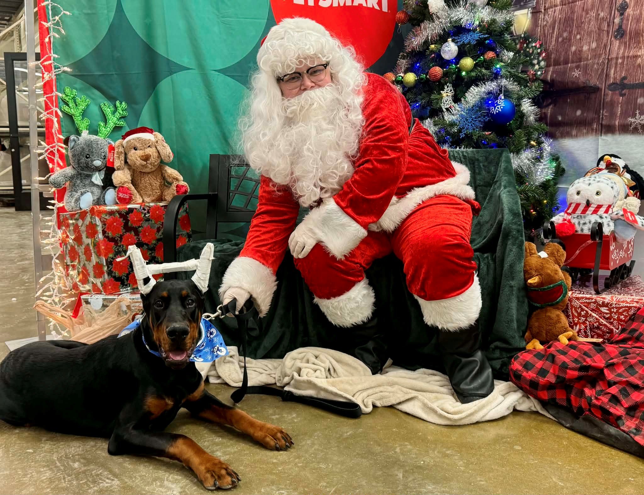 Black and rust European Doberman male puppy - Michigan breeder