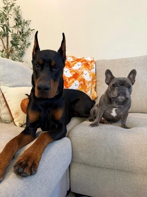 Black and rust European Doberman male puppy - Michigan breeder