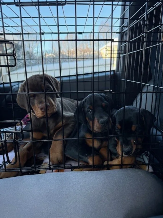 Olympics - 7 weeks (1).jpg