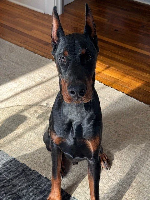 Black and rust European Doberman male puppy - Michigan breeder
