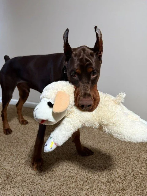 Red and rust European Doberman male puppy - Michigan breeder