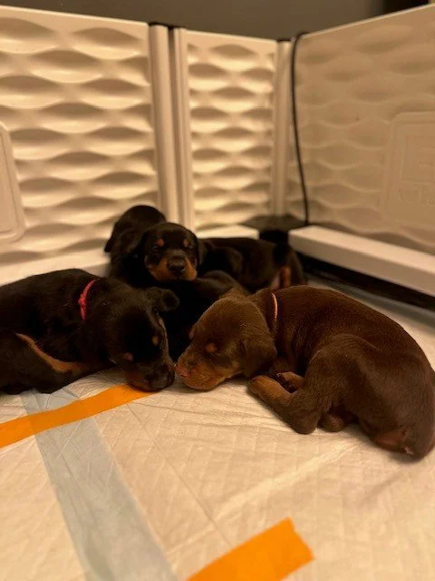 Pups 29.jpg