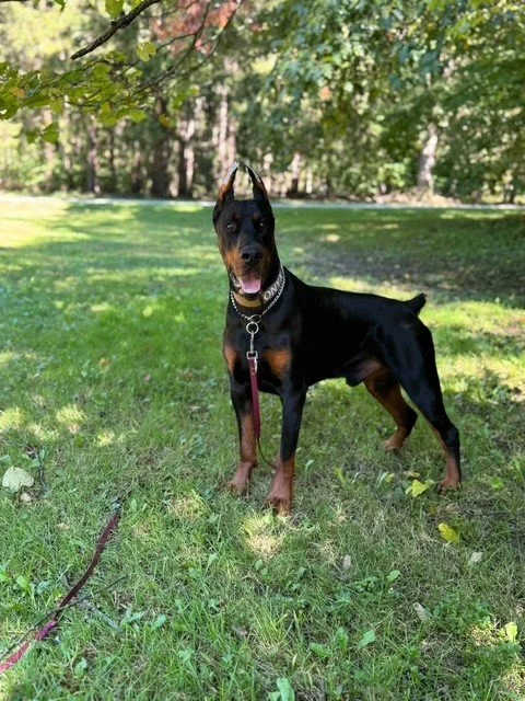 Black and rust European Doberman male puppy - Michigan breeder