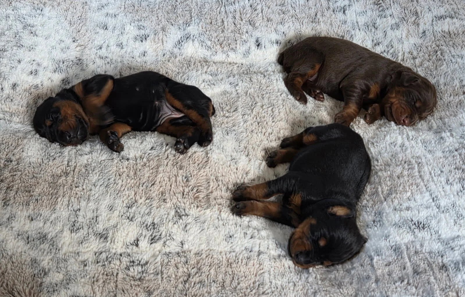 Olympics - 13 days.jpg