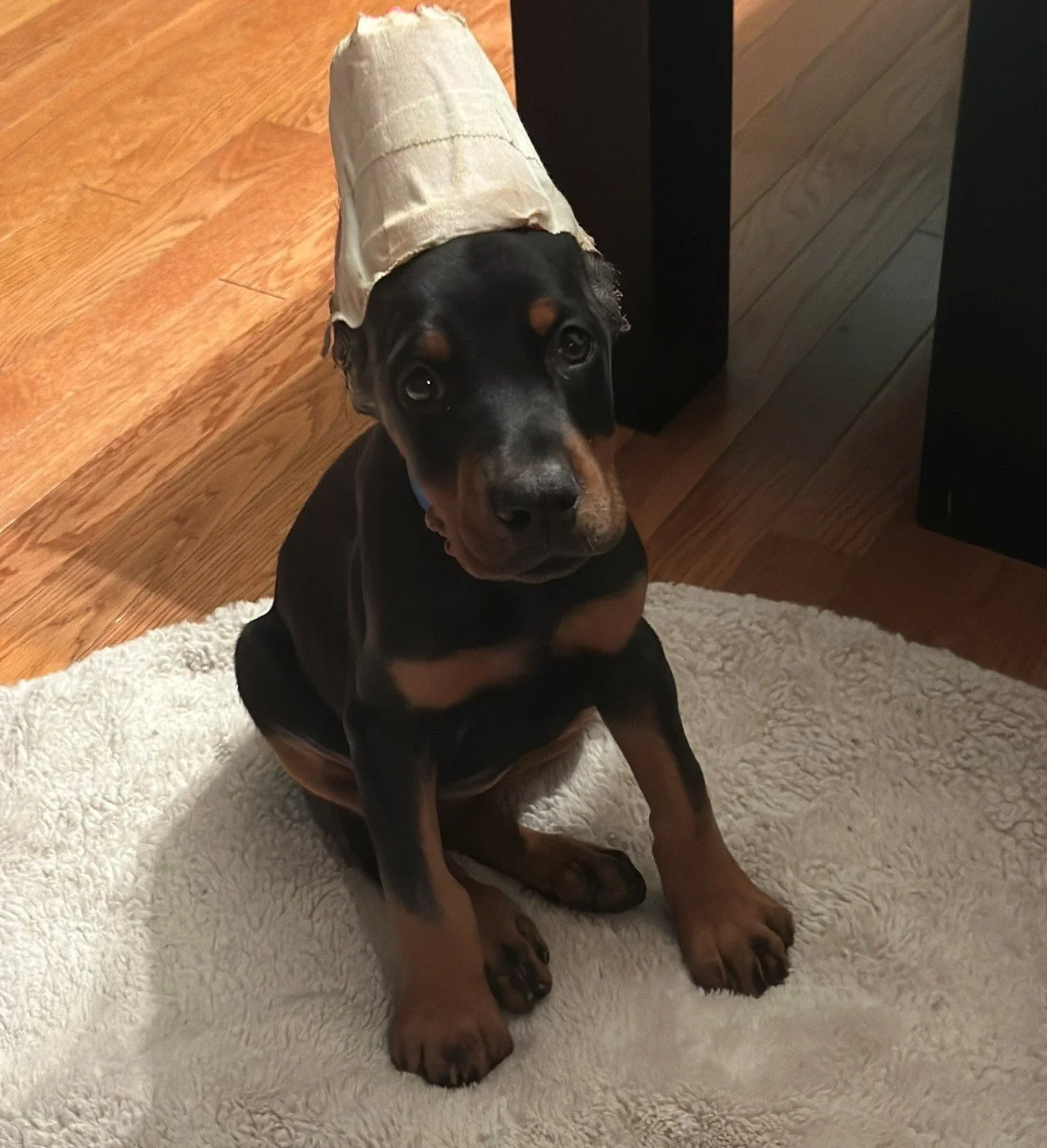 Female European Doberman Puppy for sale in Michigan - Black & Rust