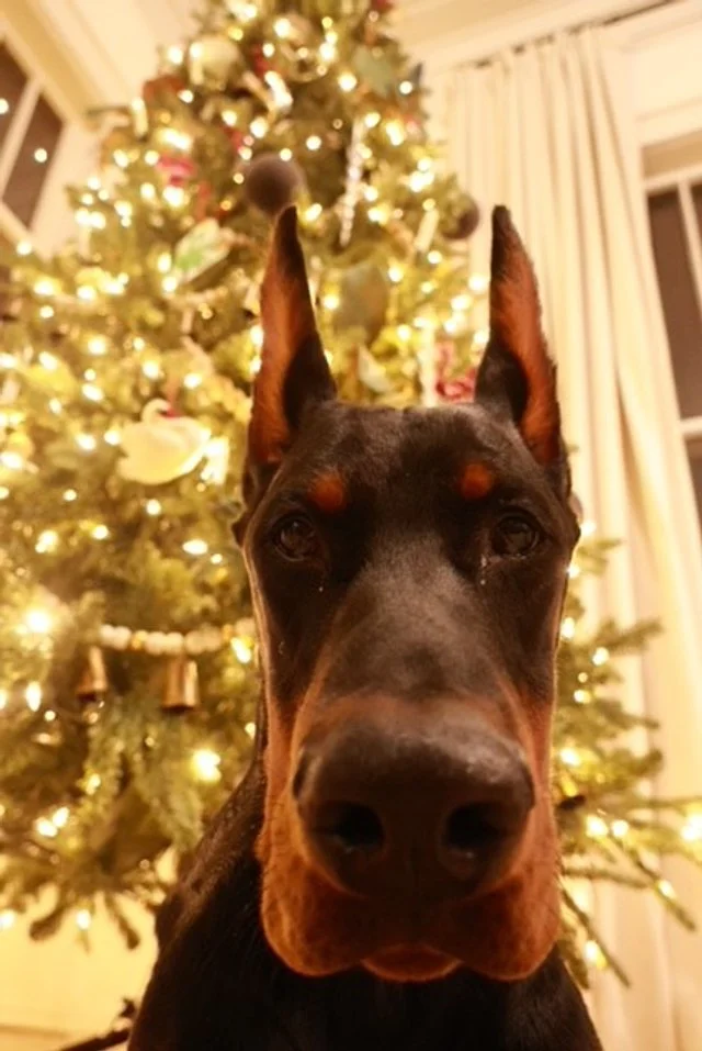 Black and rust European Doberman male puppy - Michigan breeder