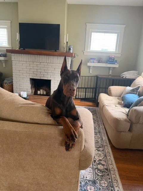Red and rust European Doberman female puppy - Michigan breeder