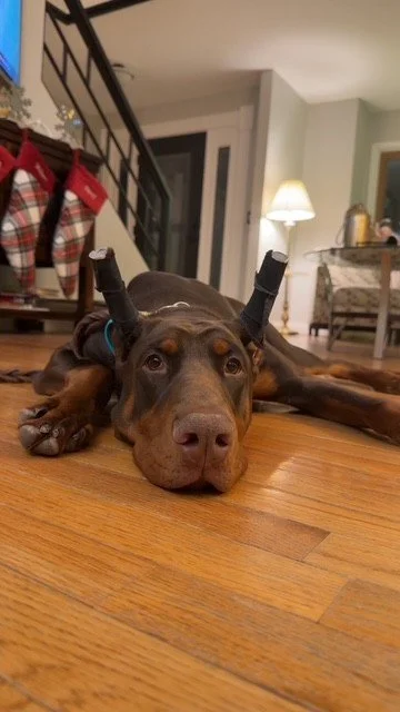 Red and rust European Doberman male puppy - Michigan breeder