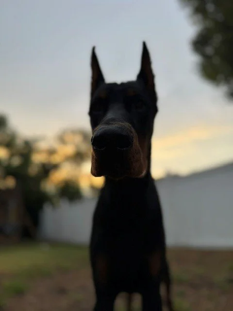 Black and rust European Doberman male puppy - Michigan breeder