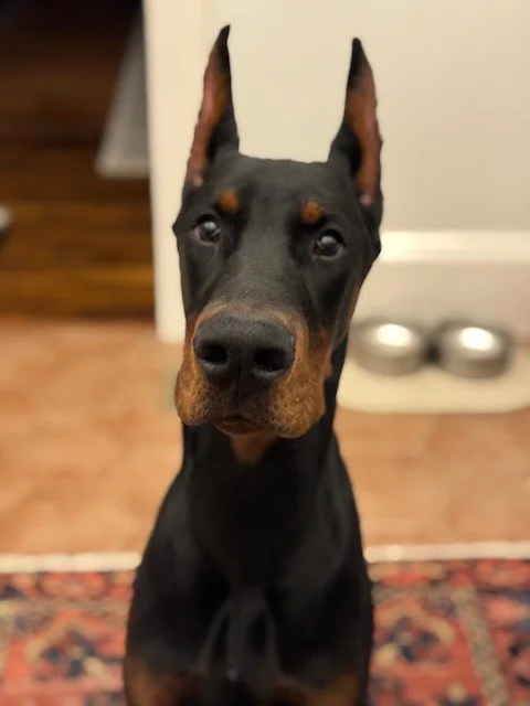 Black and rust European Doberman male puppy - Michigan breeder