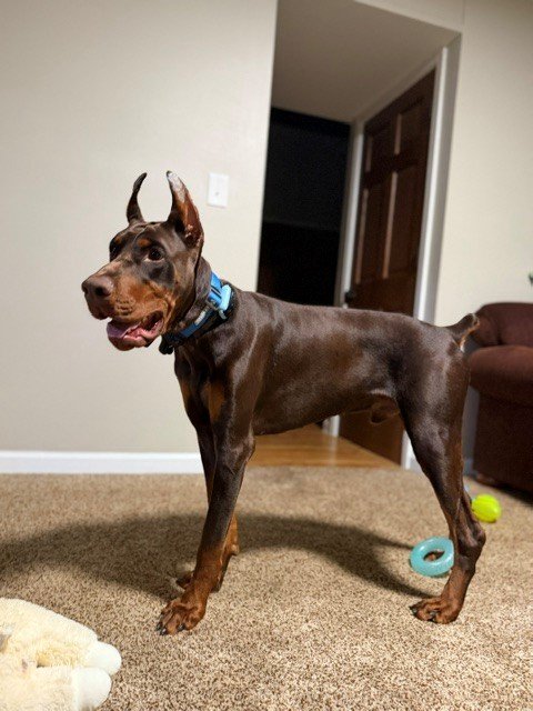 Red and rust European Doberman male puppy - Michigan breeder
